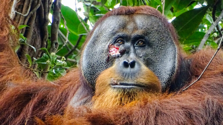orangutan with gash under one eye